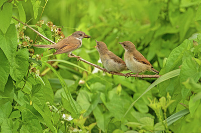 BUITEN BEELD Foto: 316273