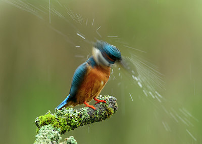 BUITEN BEELD Foto: 316387