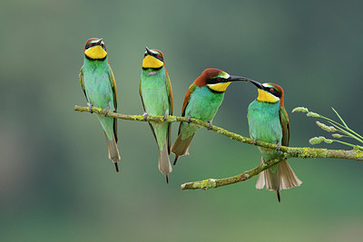 BUITEN BEELD Foto: 316395