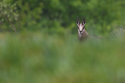 BUITEN BEELD Foto: 316405