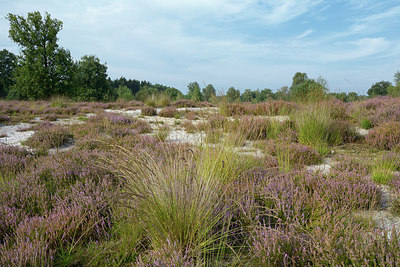 BUITEN BEELD Foto: 316423
