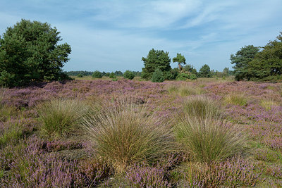 BUITEN BEELD Foto: 316428