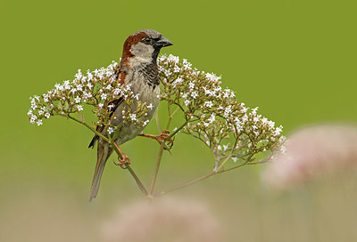 BUITEN BEELD Foto: 316465