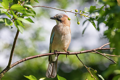 BUITEN BEELD Foto: 316470