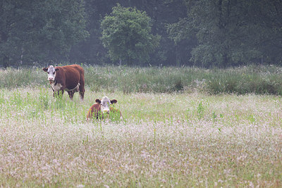 BUITEN BEELD Foto: 316485