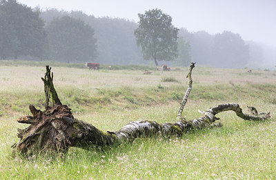 BUITEN BEELD Foto: 316486