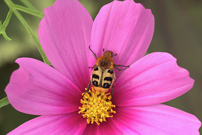 BUITEN BEELD Foto: 316495