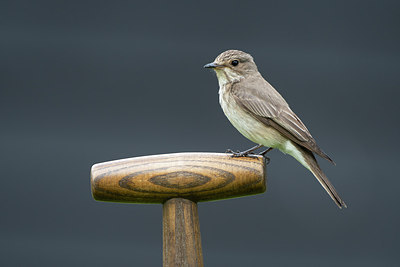 BUITEN BEELD Foto: 316512
