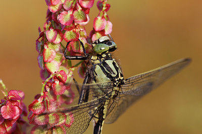 BUITEN BEELD Foto: 316517