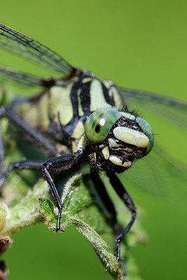 BUITEN BEELD Foto: 316519