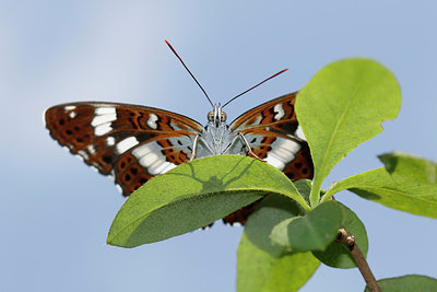 BUITEN BEELD Foto: 316521