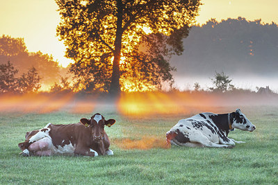 BUITEN BEELD Foto: 316559