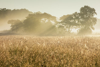 BUITEN BEELD Foto: 316565