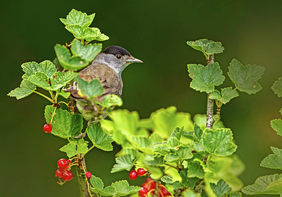 BUITEN BEELD Foto: 316614