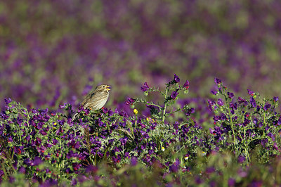 BUITEN BEELD Foto: 316620