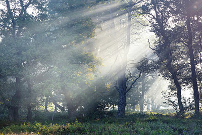 BUITEN BEELD Foto: 316674
