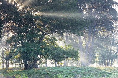 BUITEN BEELD Foto: 316676
