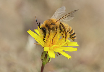 BUITEN BEELD Foto: 316686