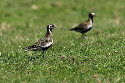 BUITEN BEELD Foto: 316696