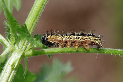 BUITEN BEELD Foto: 316698