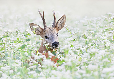 BUITEN BEELD Foto: 316723