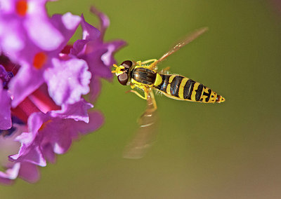 BUITEN BEELD Foto: 316754