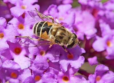 BUITEN BEELD Foto: 316757