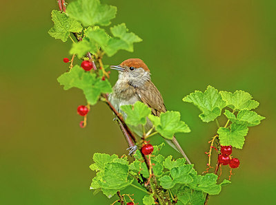 BUITEN BEELD Foto: 316771