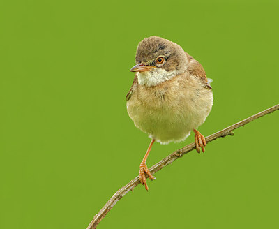 BUITEN BEELD Foto: 316773