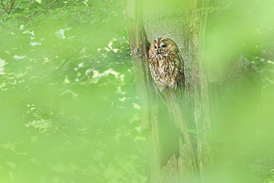 BUITEN BEELD Foto: 316782
