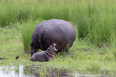 BUITEN BEELD Foto: 316802
