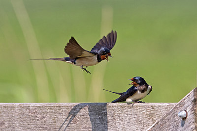 BUITEN BEELD Foto: 316820