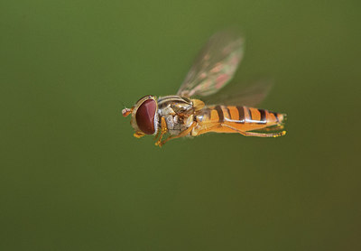 BUITEN BEELD Foto: 316823