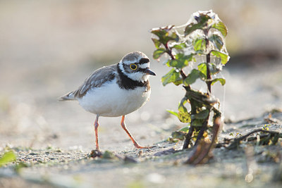 BUITEN BEELD Foto: 316834