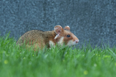 BUITEN BEELD Foto: 316850