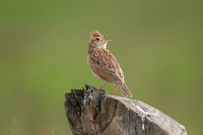 BUITEN BEELD Foto: 316854