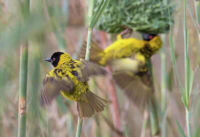 BUITEN BEELD Foto: 316857