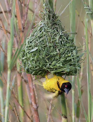 BUITEN BEELD Foto: 316863