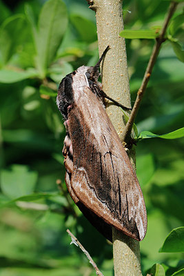 BUITEN BEELD Foto: 316865