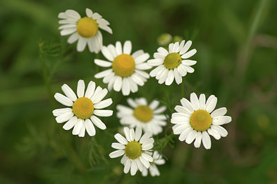BUITEN BEELD Foto: 316881