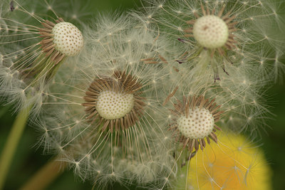 BUITEN BEELD Foto: 316958