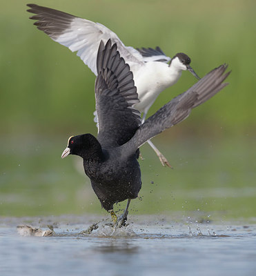BUITEN BEELD Foto: 316986
