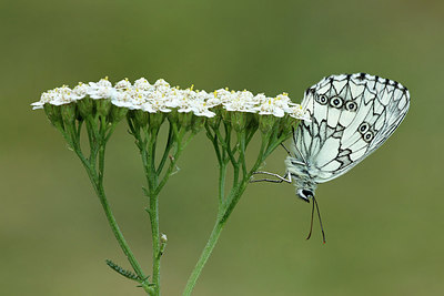 BUITEN BEELD Foto: 317063