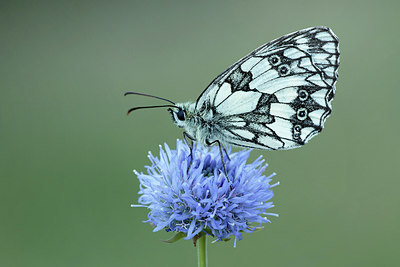 BUITEN BEELD Foto: 317065