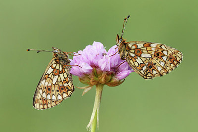 BUITEN BEELD Foto: 317071