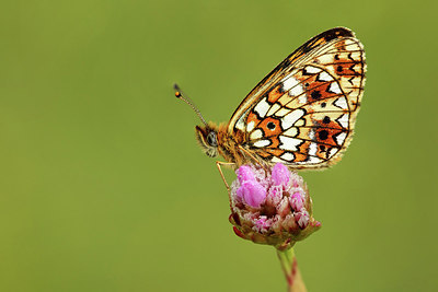 BUITEN BEELD Foto: 317072