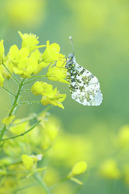 BUITEN BEELD Foto: 317083