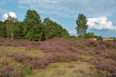 BUITEN BEELD Foto: 317108