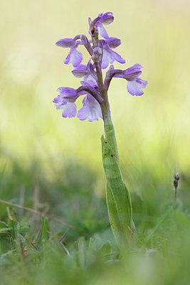 BUITEN BEELD Foto: 317134