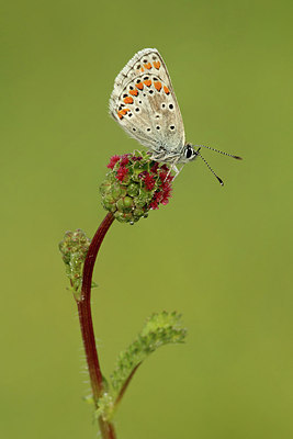 BUITEN BEELD Foto: 317139